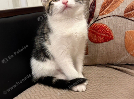 kittens
