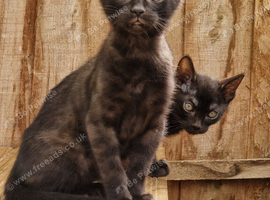 Beautiful Bengamese kittens