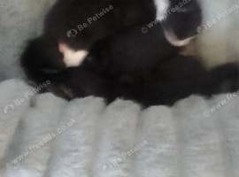 Kittens