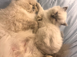 One girl left Persian mum and  BLH dad registered Mel kittens