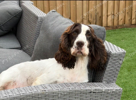 2 FEMALE SPRINGER SPANIELS