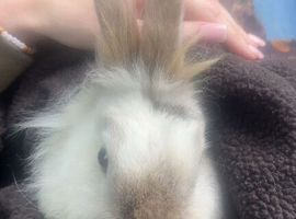 Gorgeous lion head girl pregnant