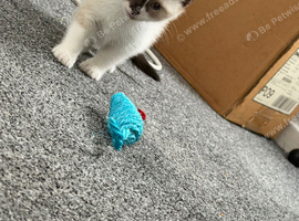 Male ragdoll cross left