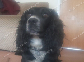 Adult Female Cocker