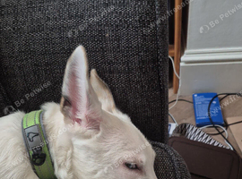 Beautiful white German Shepherd cross mali