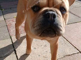 Looking to rehome our 3 year old frenchie pei bambi