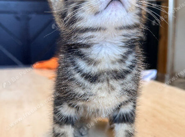Kittens