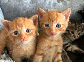 4 beautiful Kittens