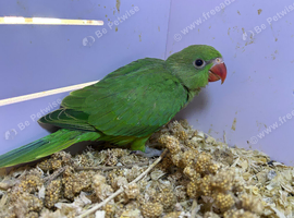Baby hand reared Ringnecks parakeets