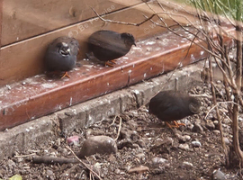 3 male quails.