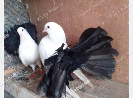 BLACK TAIL MARKED FANTAIL DOVES/PIGEONS