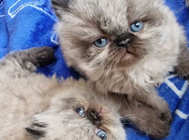 PURE PERSIAN KITTENS FOR SALE
