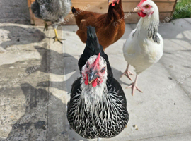 4 mixed breed chickens