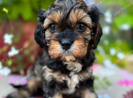 Quality True mini Cavapoo puppies in Eastleigh, Hampshire