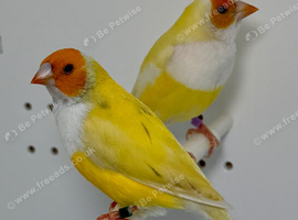 Yellow Gouldian finches for sale