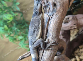 Chuckwalla at Birmingham Reptiles