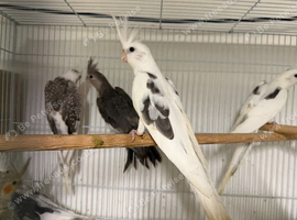 Baby cockatiels