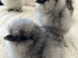 Pure breed silkie chicks unsexed