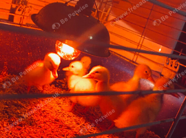 Baby Aylesbury ducks