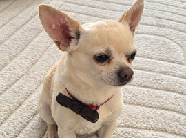 Pure Chihuahua stud
