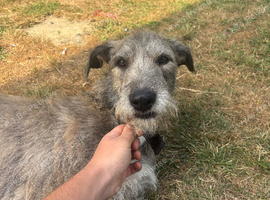 Deerhoundxbullgrey