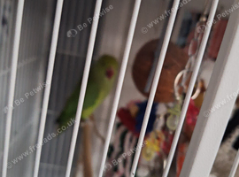 Conurs