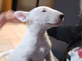 English Bullterrier puppy 9 weeks old for sale