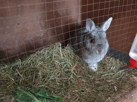 Netherland dwarf male