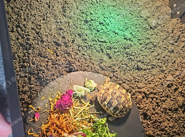 9 month old hermanns tortoise