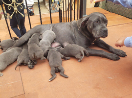 Cane corso blue blood line