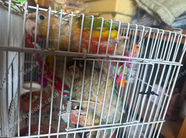 3 green cheek conures babies ready to go
