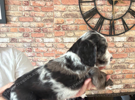 2 puppies left out of a litter of 6