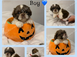 9 beautiful Shih Tuz Puppies