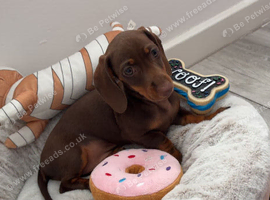 female miniature dachshund