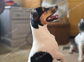 Tri colour jackrusell dog