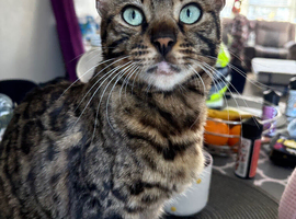 Bengal x
