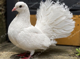 3 engalish fantail pigeons