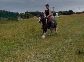 Buzzy fun flashy pony
