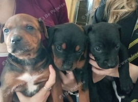 Chinese red dogs