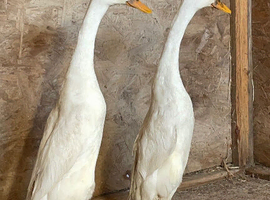 Indian Runner Duck hatching eggs - 6 or 12 eggs