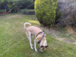 5 year old Akita x greyhound