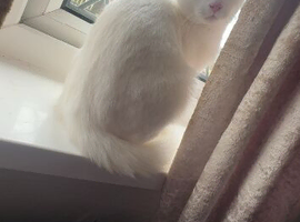 Pure white boy cat