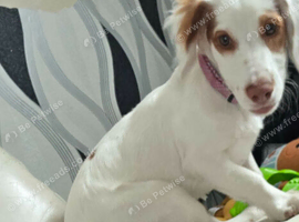 7 month old female
