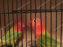 Opaline Fischer lovebirds, many colours.
