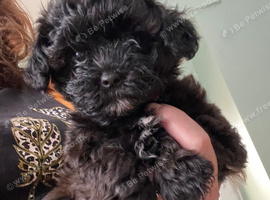 Maltipoo boy
