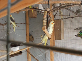 Young semi tame cockatiels