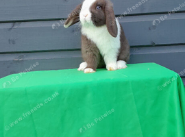 Superfriendly mini lop rabbit ready now