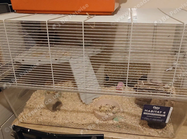 2 female gerbils and full set up