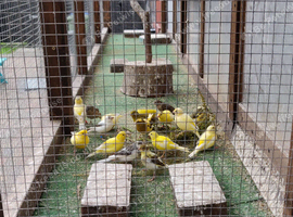 Canaries For Sale 6 for &pound;80 Please Read Description.