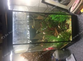 Fish tank full setup for sale need gone ASAP